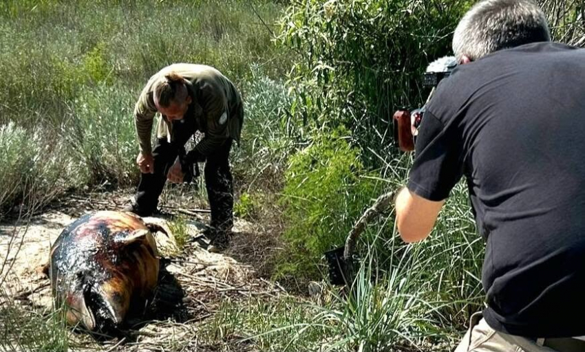 Немецкие журналисты сняли репортаж про массовую гибель дельфинов в Одесской области