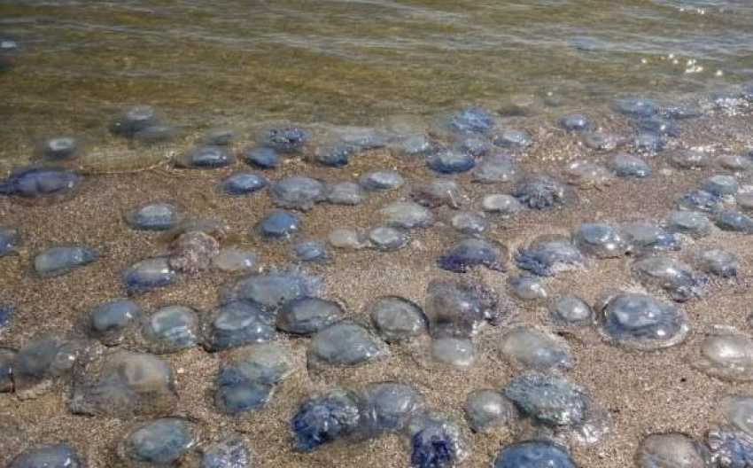 У берегов Одесской области обнаружили массовую гибель медуз