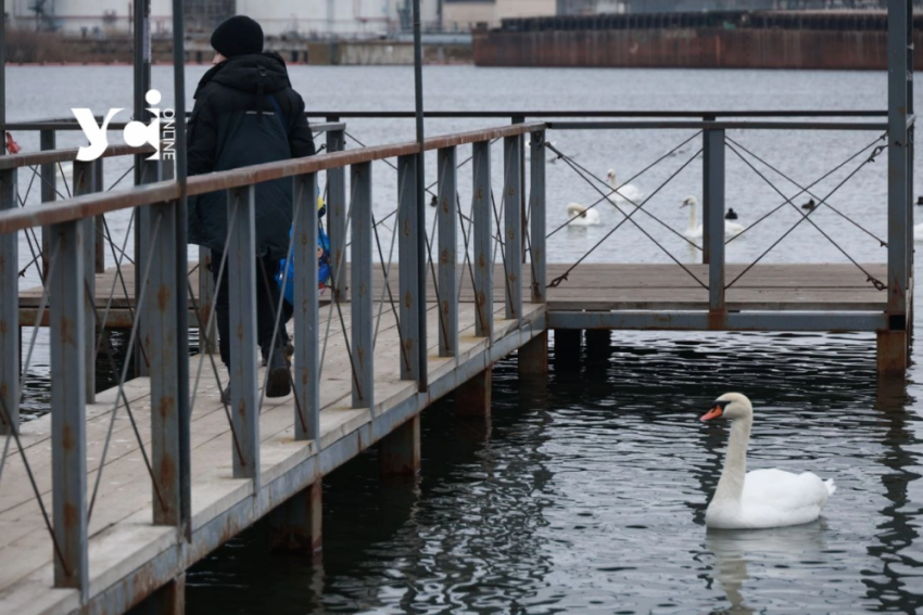 Лебеди и сотни уток заполонили паромную переправу в Черноморске