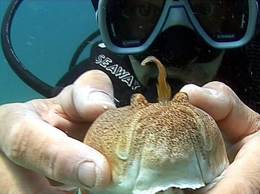 «Морской убийца у пляжей Одессы»: в Черном море заметили смертельно ядовитую рыбу