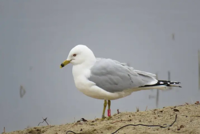 В Одесском зоопарке открыли пункт помощи птицам после загрязнения моря