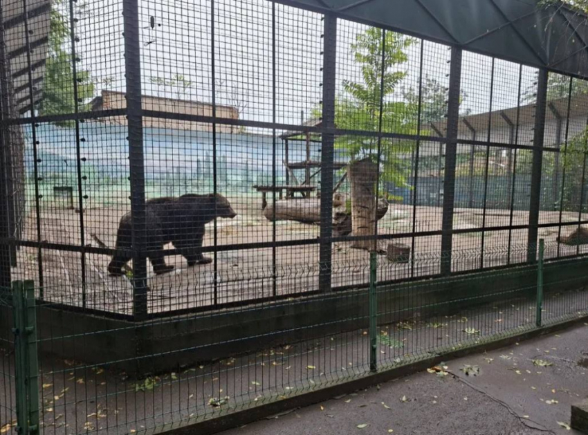 Настоящее чудо: в закрытые сооружения Одесского зоопарка не попало ни капли воды во время потопа