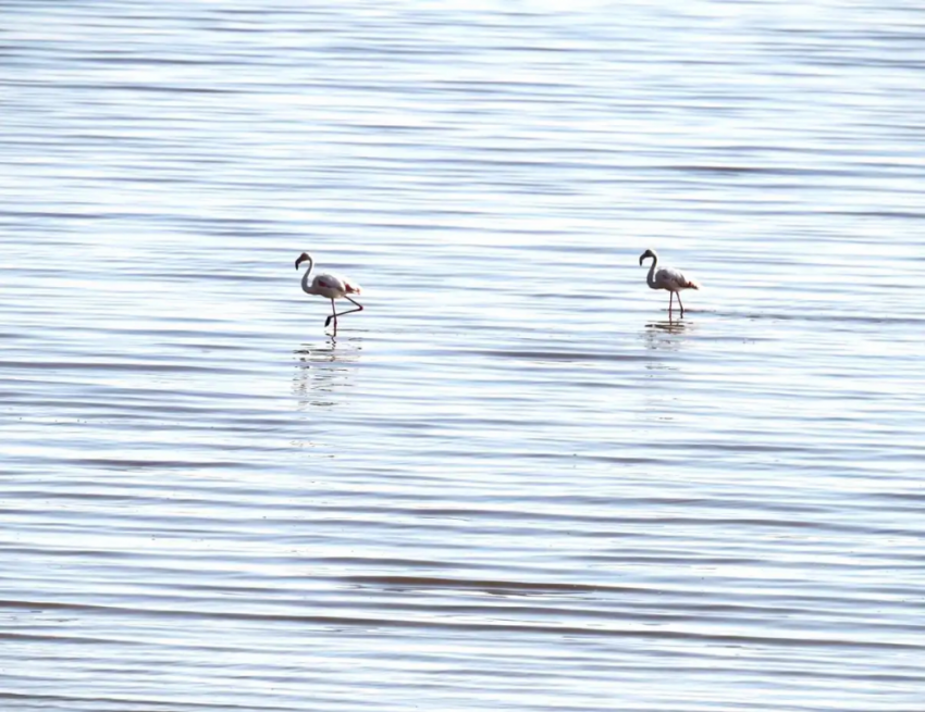 В Одесскую область прилетели редкие фламинго