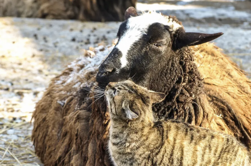 В Одесском зоопарке выбирают самую романтичную пару 2026 года