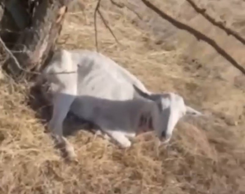 В Одесской области стая волков разорвала на куски 27 коз