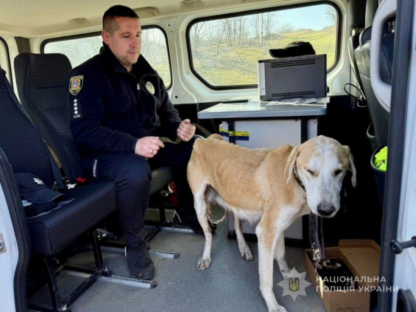 В Одесской области пенсионер расстрелял собаку с щенятами