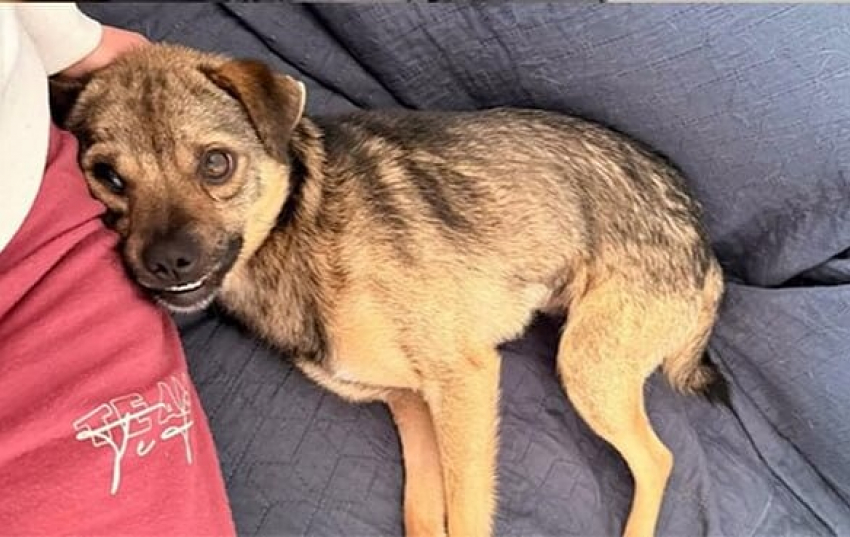 Собаку, которую бросали со склона подростки в Одесской области, приютила семья из Великобритании