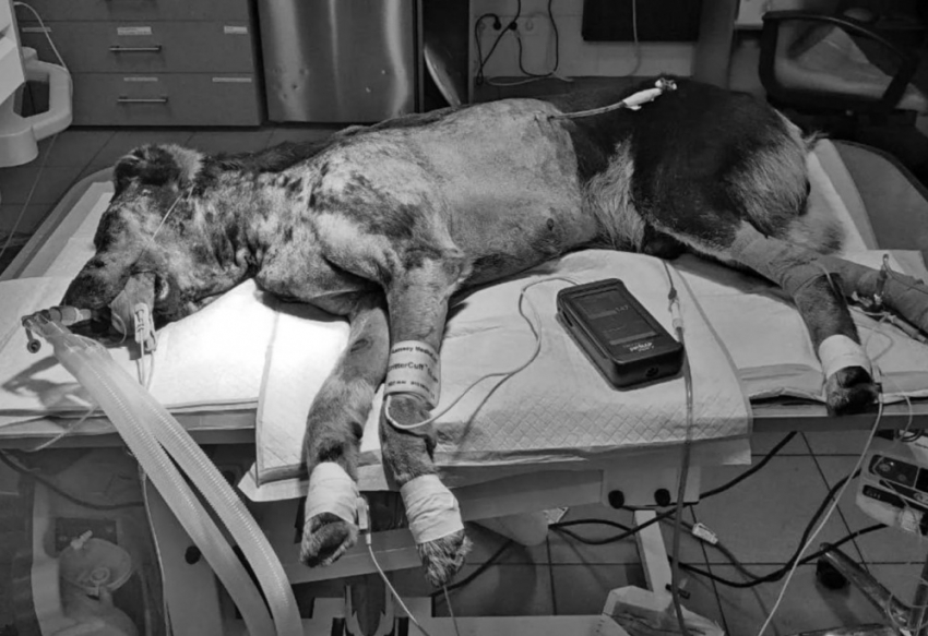 В Одессе умер пес Паштет, найденный с огнестрельным ранением