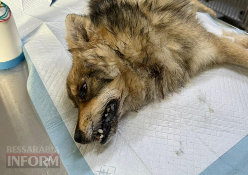 Четвертая собака пострадала от рук живодеров за месяц в Одесской области