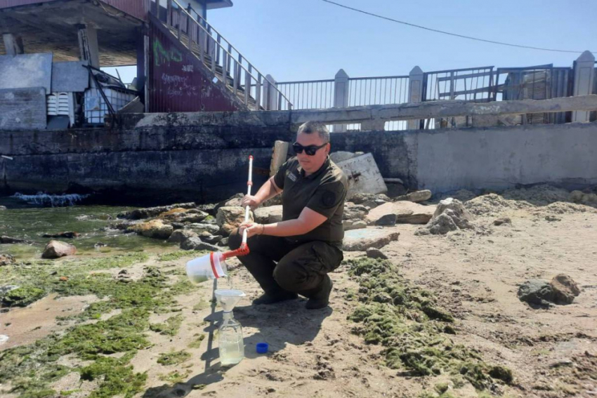 Пляжи Одессы атаковали водоросли-убийцы