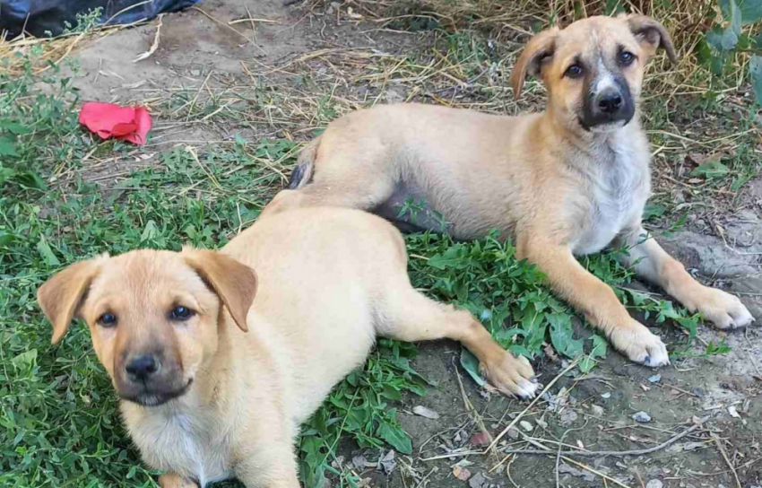 На кладбище в Одесской области застрелили собаку