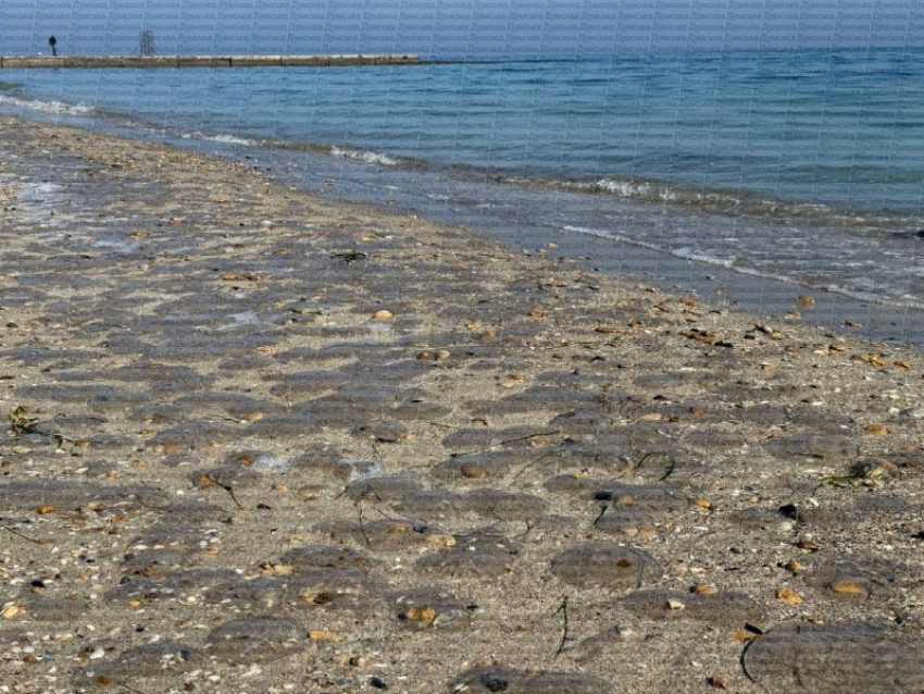 Тысячи мертвых медуз выбросило на одесский пляж