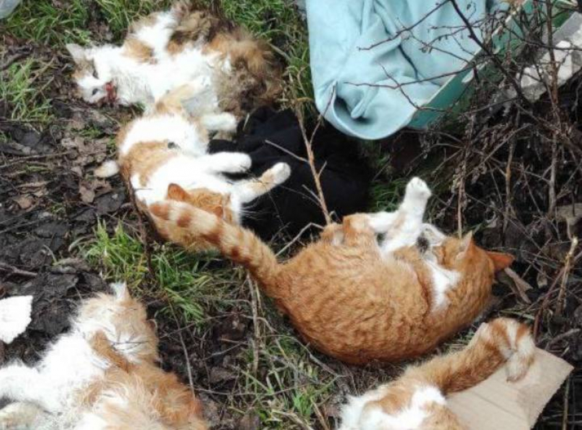 В Одесской области нашли коробку с трупами шести измученных кошек