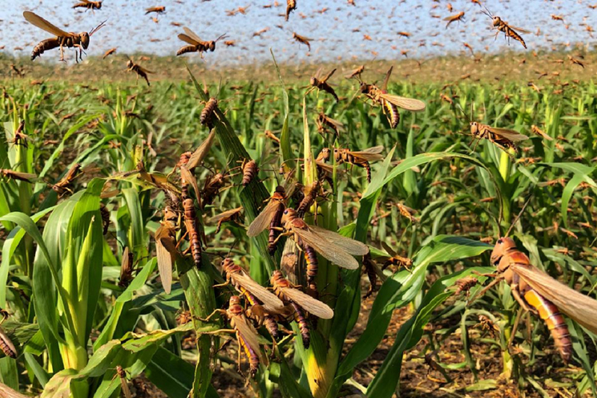 Саранча, жара, потоп: грозит ли Одессе голод после уничтожения урожая