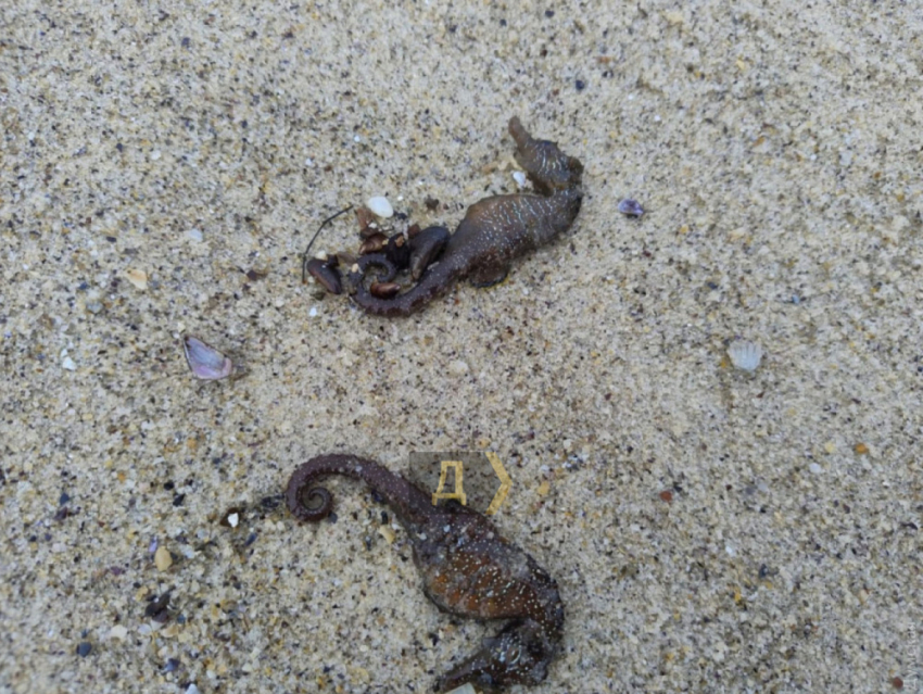 Экологи подтвердили массовую гибель морских коньков в Одессе и назвали причину