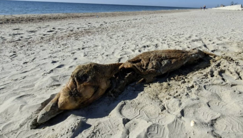 На Черноморском побережье в Одессе выбросило тела двух дельфинов