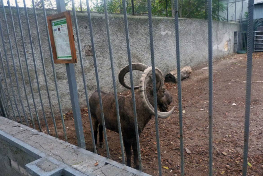 Директора Одесского зоопарка обвинили в издевательствах над животными