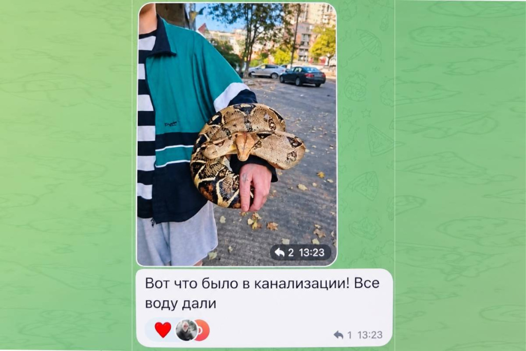 Змея в канализации чат.jpg