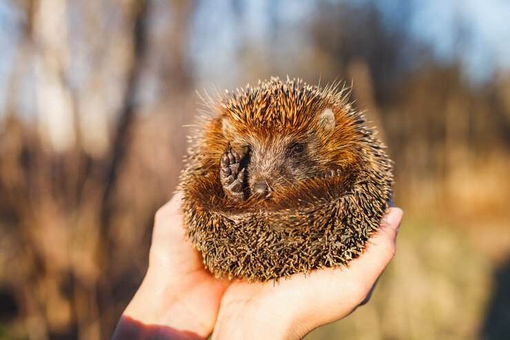 hedgehog-curled-up-hands-girl_86824-317.jpg